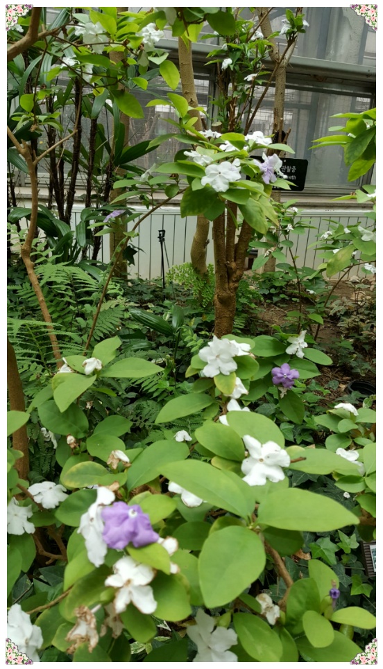 봄 나들이 다녀오다..[응봉산과 서울숲]