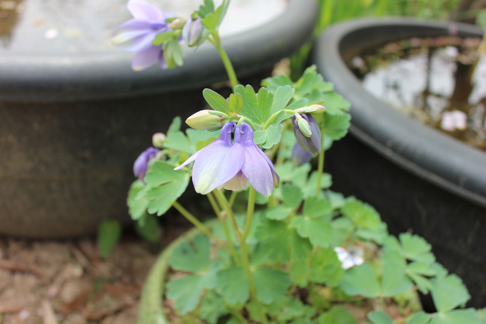 울산 선암사