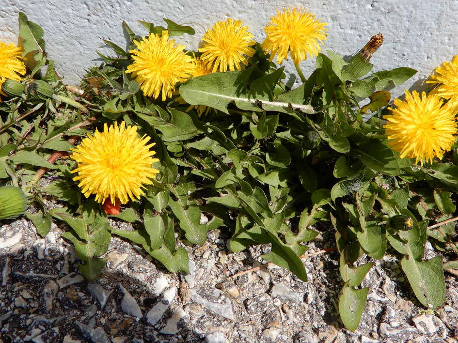 강원도 삼척 맹방/장호항---(2)  (2019년 4월 7일 )