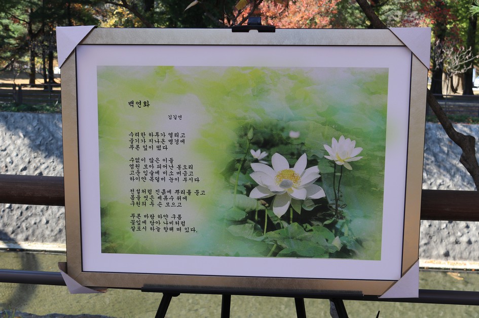 백연화     (김길연) 