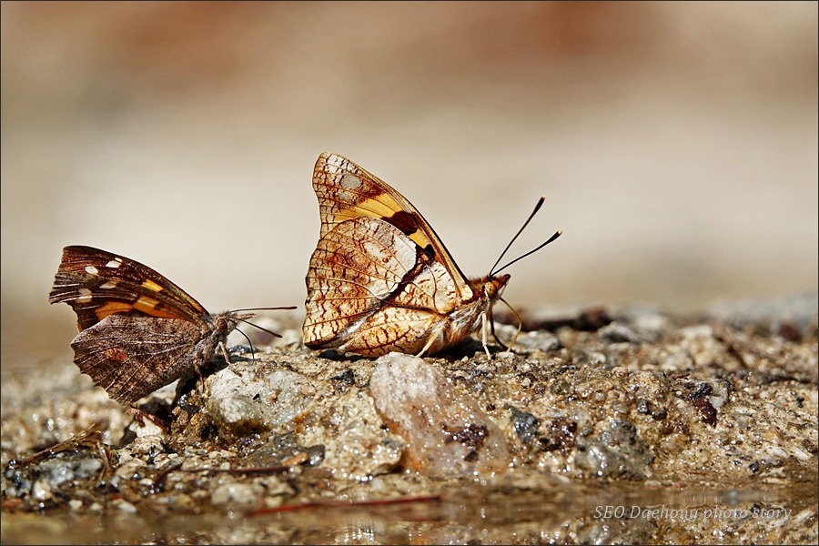 봄이면 가장 먼저 만나고 싶은 나비... 유리창나비~!
