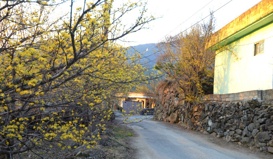 노란 산수유꽃  