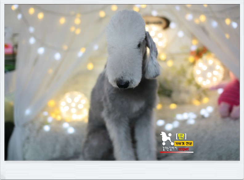 대전 베들링턴 테리어(Bedlington Terrier) 애견미용 #꿈꾸는강아지