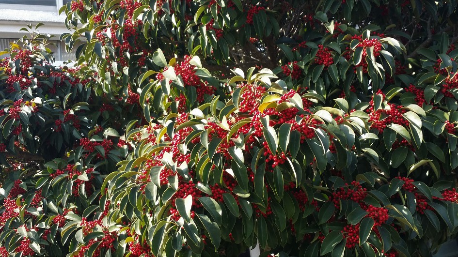 제주도 칼국수 집 식당 앞에서    (20190123)