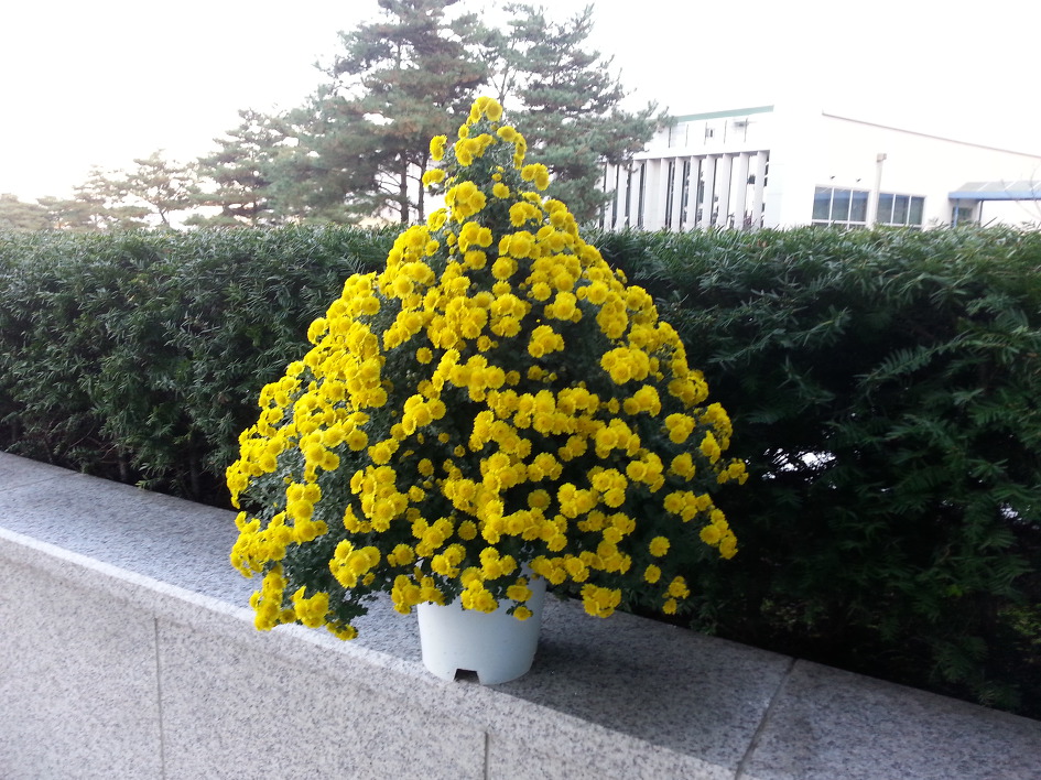 정이품 이미지