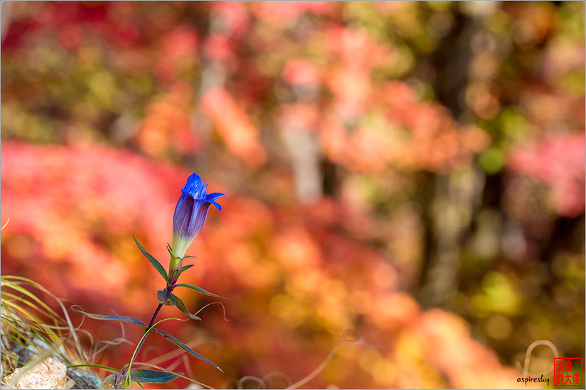까실쑥부쟁이 外(2018.10.13 삼각산 산길에서)