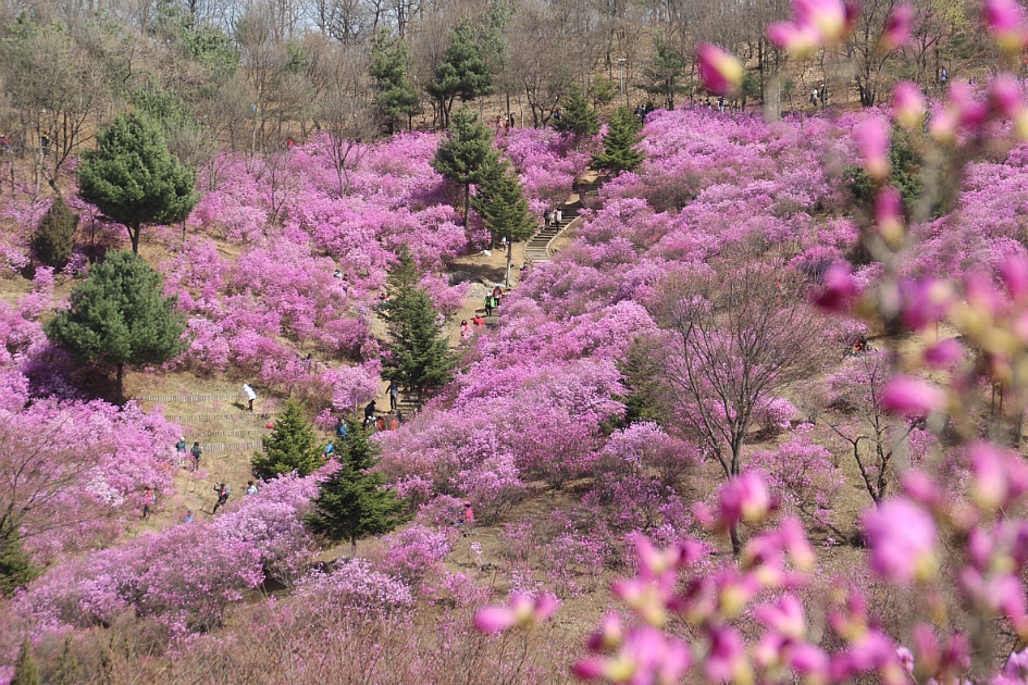 진분홍 꽃바다 원미산 진달래향에 젖어들다.