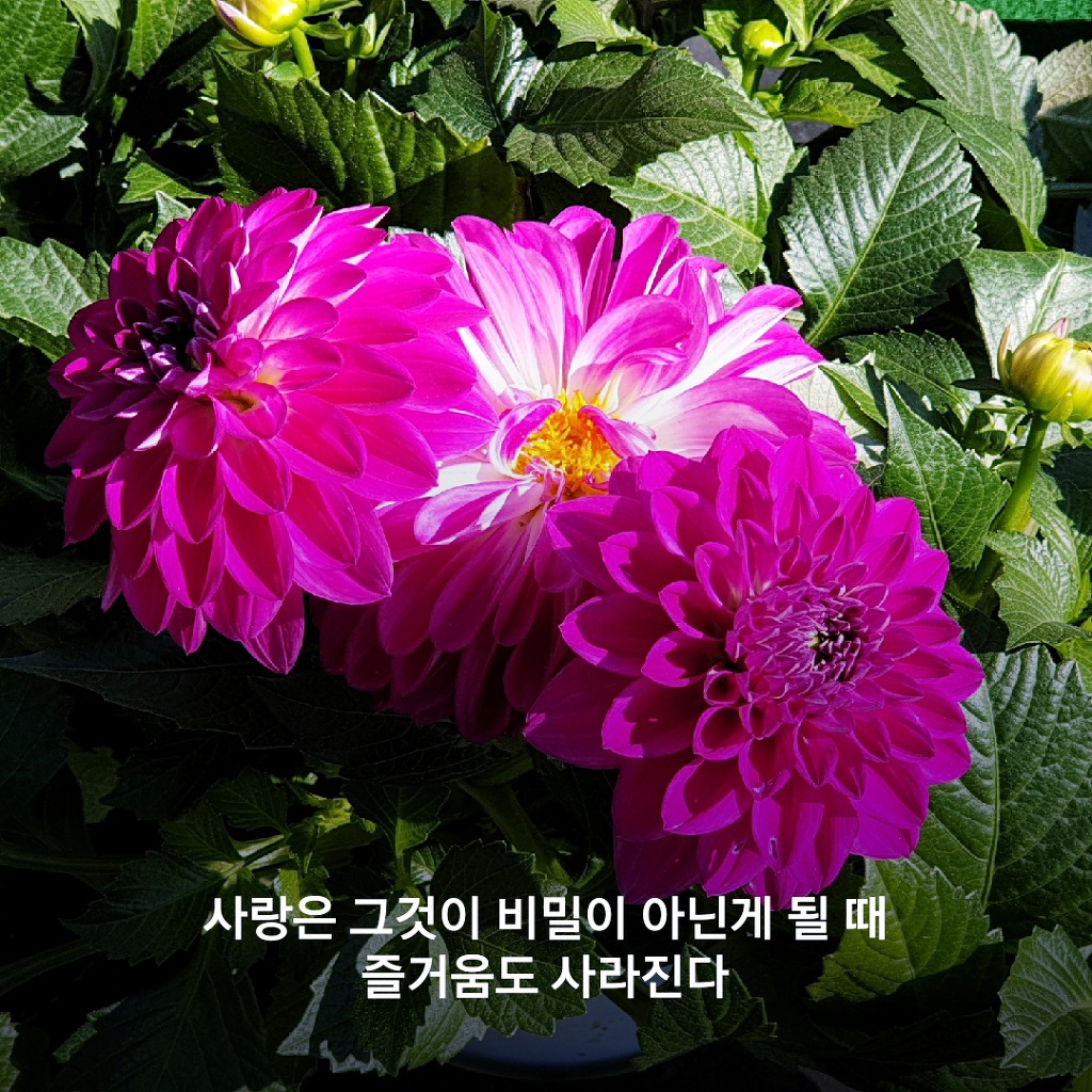 형제는 수족과 같고 