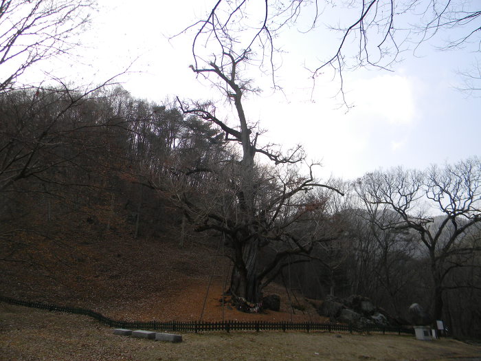 금산 보석사의 보석들 (보석사 대웅전, 목조석가여래삼존좌상, 은행나무)