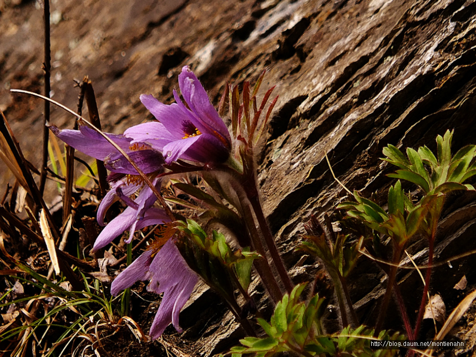 강원도 정선군 정선읍 귤암리 문이마을 황룡동굴 주변 동강할미꽃(19.3.23.)