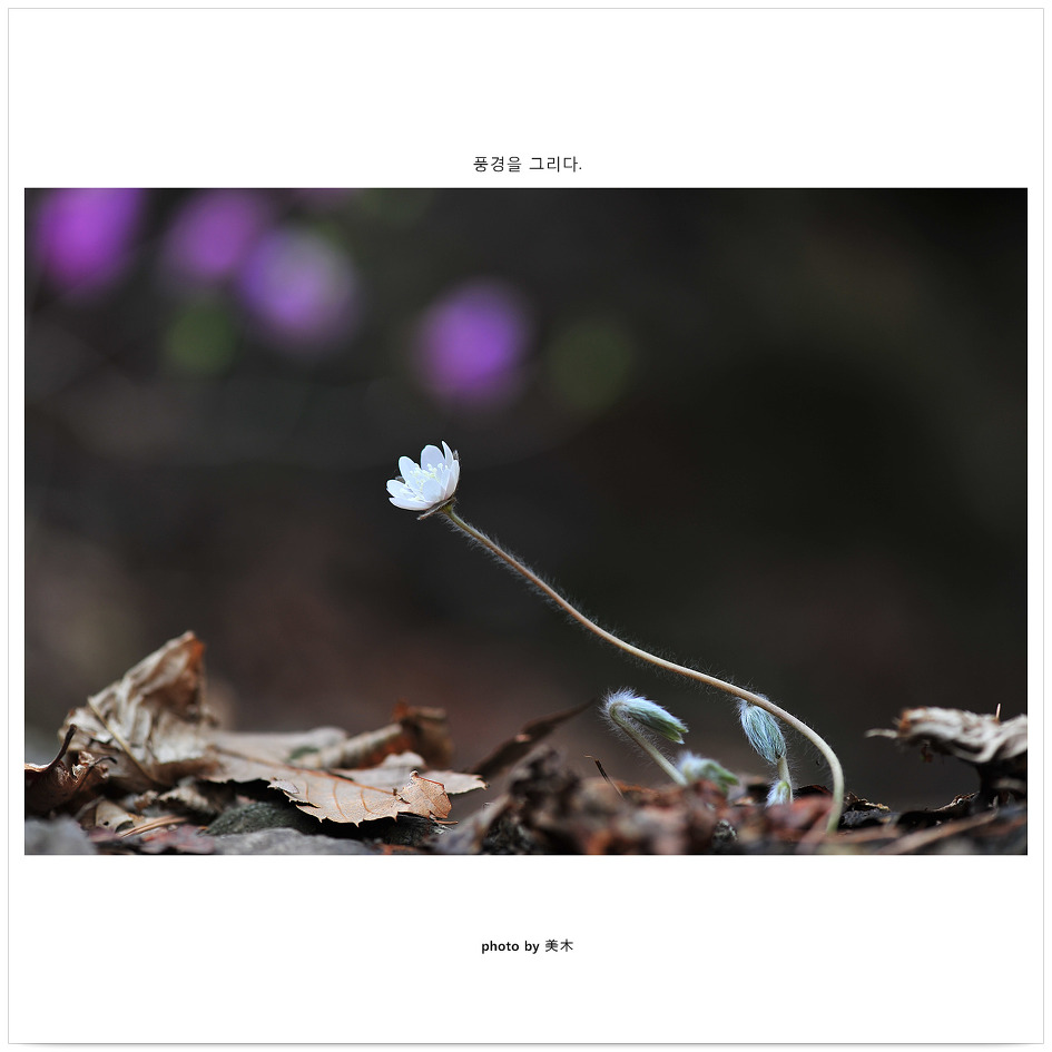 흰노루귀
