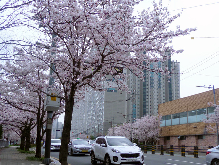 흐드러지게 핀 벗꽃