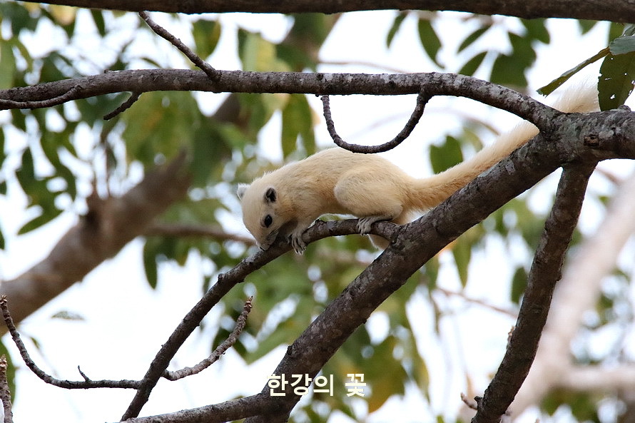 흰 다람쥐