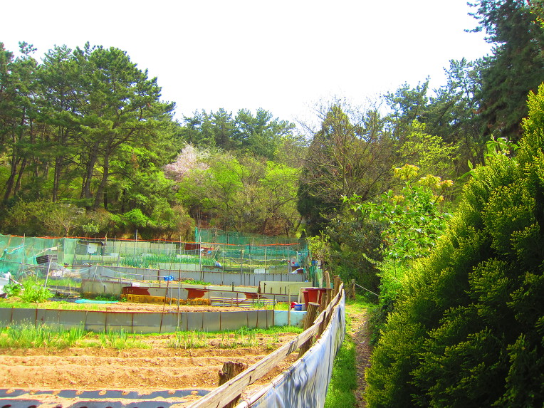 부산 해운대 장산(2019. 04. 08)