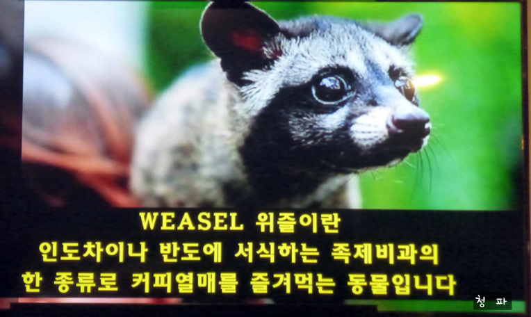 라오스 비엔티엔 빠뚜사이. 탓루앙. 족제비똥 커피 