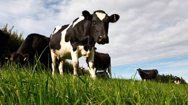 뉴질랜드 경제 구원 투수로 등판한 낙농업 - NZ Herald