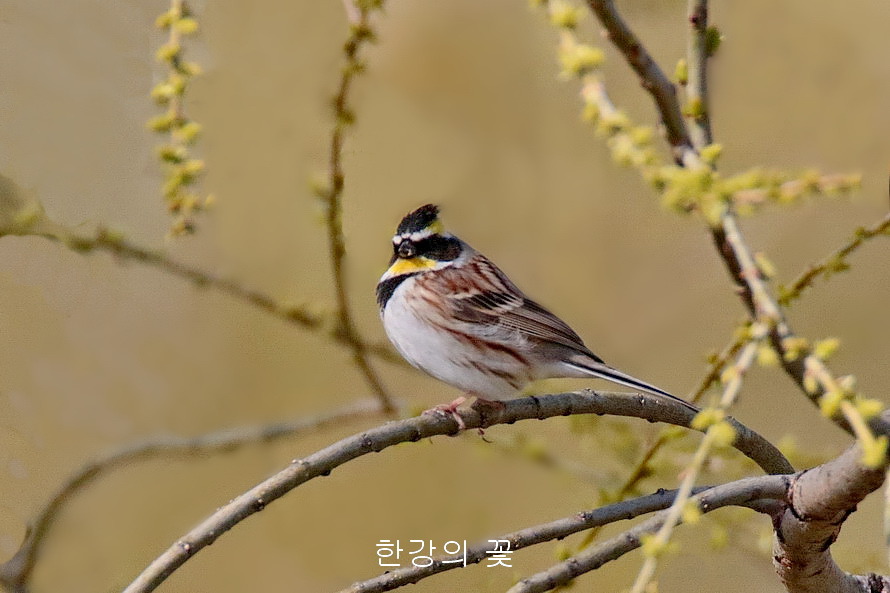 노랑턱멧새