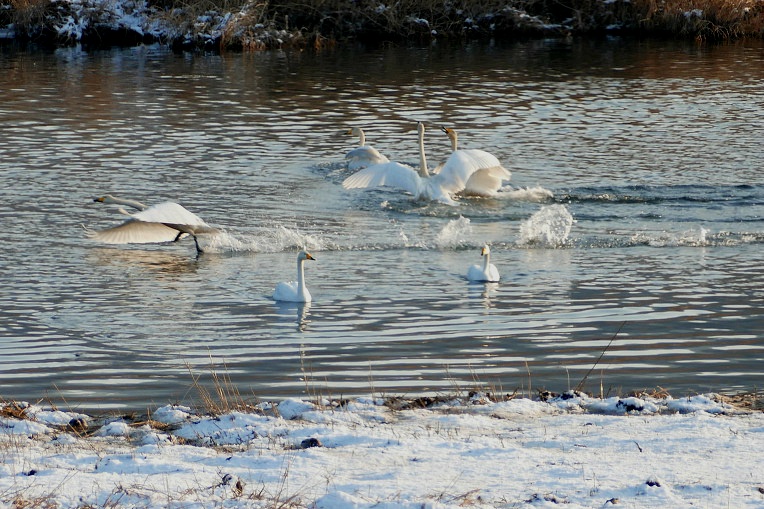 99CB83385DF4F1101B1287