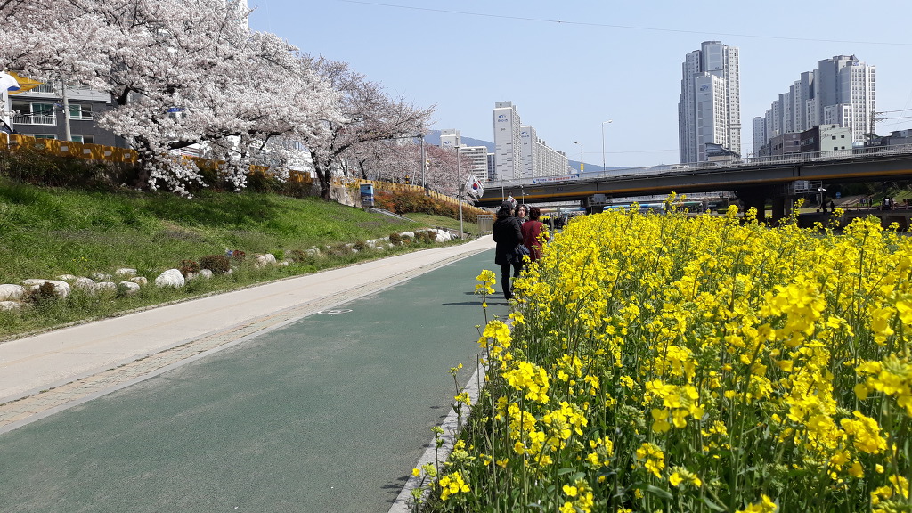 벚꽃 활짝~