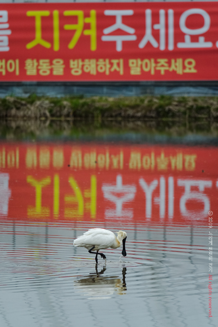 저어새를 다시 보고 왔습니다.