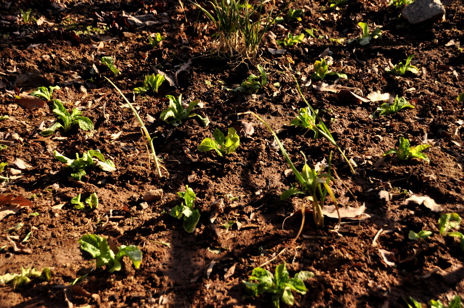 시골살이 # 122 -  상추 옮겨심기