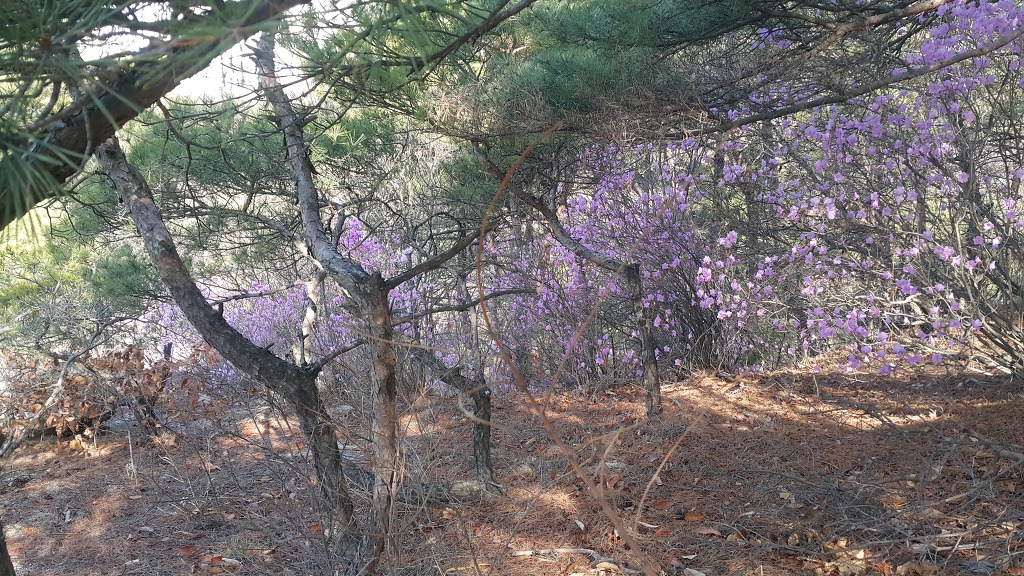 불암산둘레길 불암산진달래길 불암산정상 불암산