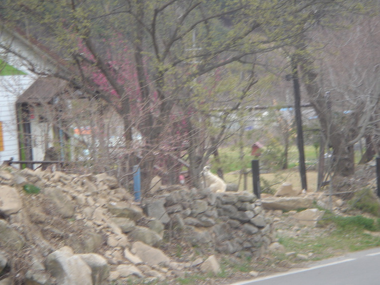 4월1주/산냥이 소식/19