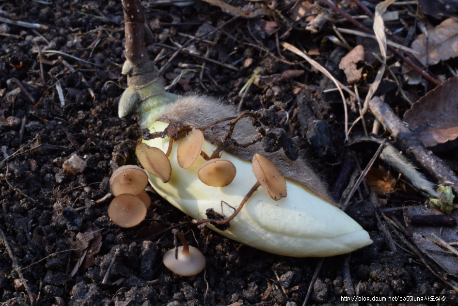 목련균핵접시버섯 Ciborinia gracilipes 목련균핵버섯